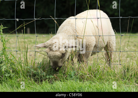 a lamb feeding eating grass through a wire fence Stock Photo