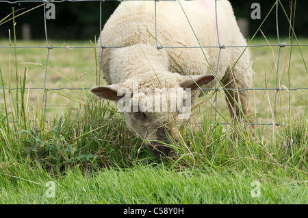 a lamb feeding eating grass through a wire fence Stock Photo