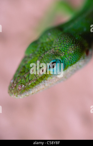 Carolina anole lizard (also known as American Chameleon); Anolis carolinensis; Hawaii (introduced species) Stock Photo