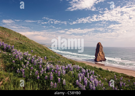 Lupine blooms at Oregon's Cape Blanco State Park with offshore Pyramid Rock. Stock Photo