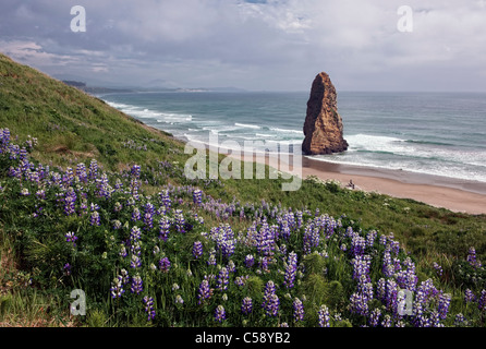 Afternoon clearing over Oregon’s Cape Blanco State Park with lupine in bloom and offshore Pyramid Rock. Stock Photo