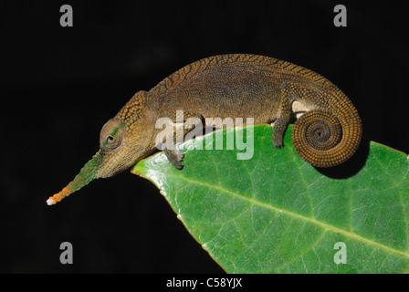 Male Lance-nosed Chameleon (Calumma gallus) in the rainforest of Ambavaniasy, eastern Madagascar. August 2010. Stock Photo