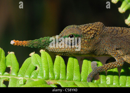 Male Long-nosed Chameleon (Calumma gallus) in the rainforest of Ambavaniasy, eastern Madagascar. August 2010. Stock Photo