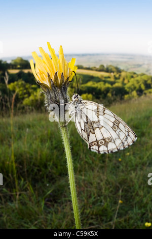 Marble White Butterfly resting on a flower in the Mendip hills Stock Photo