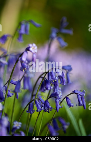 English Bluebell Hyacinthoides non Scripta  selective focus Stock Photo