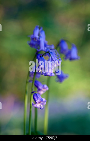 English Bluebell Endymion non Scripta early morning in ancient woodland.Selective focus. Stock Photo