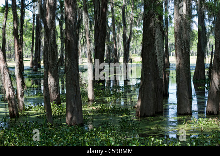 Atchafalaya River swamps near McGee's Landing, Louisiana Stock Photo