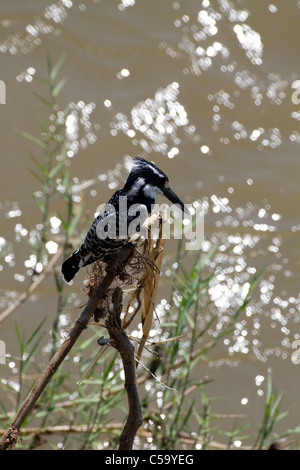 Pied kingfisher on Limpopo River Stock Photo