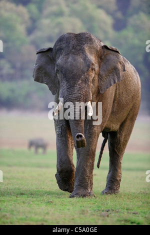 A wild Tusker Elephant approaching towards a camera at Jim Corbett, India. [Elephas  maximus] Stock Photo