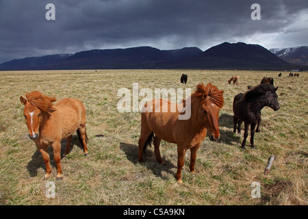 Islandic horses, Iceland pony (Equus przewalskii f. caballus) and mountains. Iceland, Europe Stock Photo