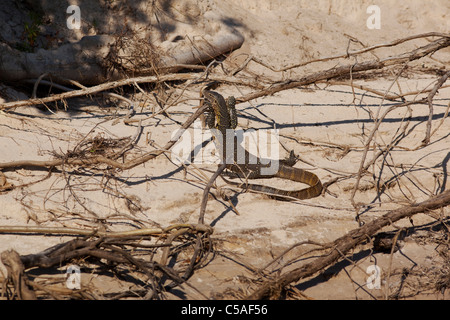 Nile water monitor Lizard (Varanus niloticus ) on the banks of the Zambezi River, Zambia Stock Photo