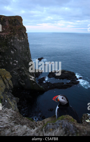 Wide-angle photo of Puffin (Fratercula arctica) on the Edge of a Cliff. Iceland 2011 Stock Photo