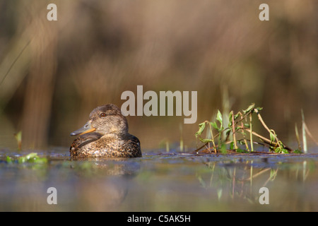 Female Common Teal (Anas crecca) Stock Photo