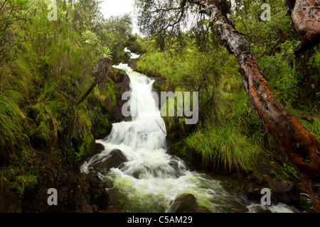 A small, cascading waterfall flows over dark, moss-covered rocks through a dense, green forest. The water creates white, frothy rapids as it descends in multiple tiers. Surrounding vegetation Stock Photo