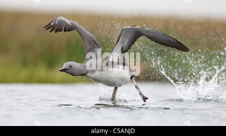 Red-throated Diver (Gavia stellata) taking off in flight. Europe