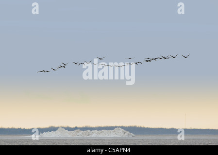 Common Crane's (Grus grus) are flying over the sea, Spring migration. April 2011, Europe. Stock Photo