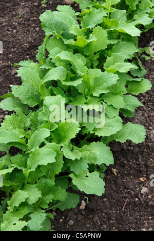 Row of young plants of Turnip 'Purple Top Milan' before thinning Stock Photo