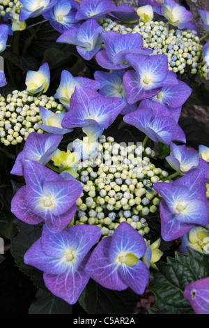 Flower of Hydrangea macrophylla 'Teller Blue', synonym 'Blaumeise'. Stock Photo