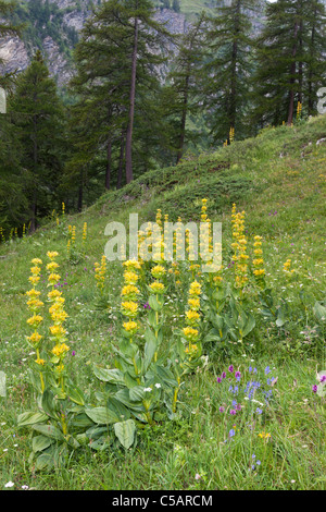 Great yellow gentian, Gentiana lutea, Italian Alps Stock Photo