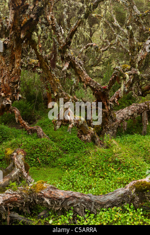 A dense forest scene featuring gnarled, twisted tree trunks and branches heavily covered in moss and lichen. The trees have rough, peeling bark and grow in a tangled, organic pattern, creating a Stock Photo