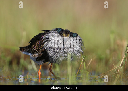 Male Ruff (Philomachus pugnax) in breeding plumage. Europe Stock Photo