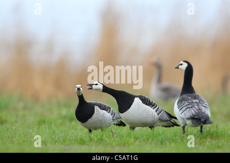 Barnacle Goose (Branta leucopsis), May 2011 Stock Photo