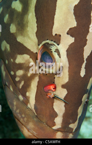 A Nassau Grouper at a cleaning station with a Cleaner Goby on a reef in Little Cayman. Stock Photo