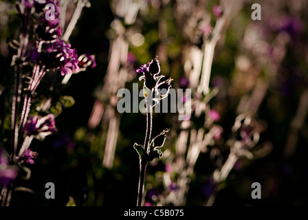 Silhouette of backlit Silene dioica flowers. Also known as red campion. Stock Photo