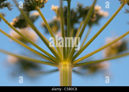 Close up of Heracleum sphondylium flowers. Also known as Common Hogweed. Stock Photo