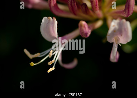 Close up of Lonicera periclymenum flower. Also known as Honeysuckle. Stock Photo