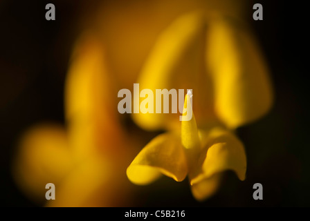 Close up of Lotus corniculatus. Also known as birds foot trefoil. Stock Photo