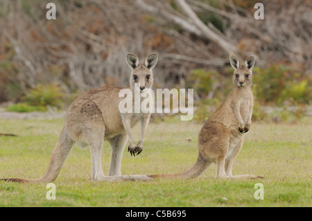 Eastern Grey (Forester) Kangaroo Macropus giganteus Female and large joey Photographed in Tasmania, Australia Stock Photo