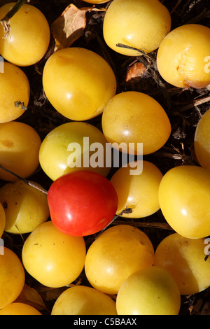 Windfall plums one red Stock Photo