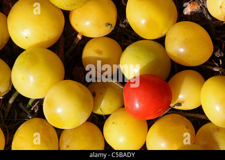 Windfall plums one red Stock Photo