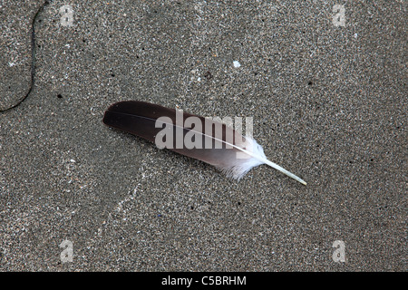 eagle feather lying on a sandy beach Stock Photo