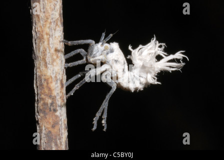 Flatid Bug larva (Flatidae sp.) in Isalo National Park, Madagascar. Stock Photo