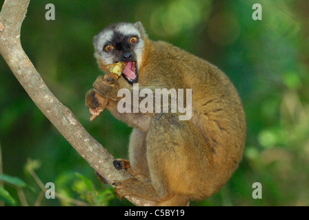 Red-fronted Brown Lemur (Eulemur rufus) feeding on Tamarind in southern Madagascar. Stock Photo