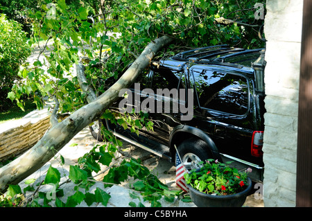 Storm damaged vehicle with downed tree crushing the roof. Stock Photo