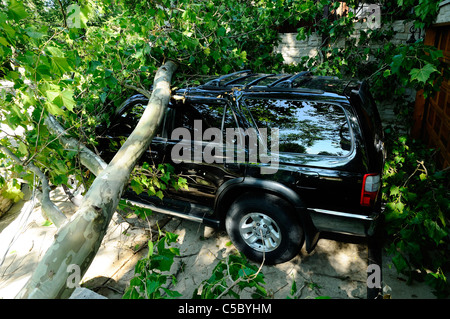 Storm damaged vehicle with downed tree crushing the roof. Stock Photo