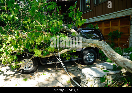 Storm damaged vehicle with downed tree crushing the roof. Stock Photo