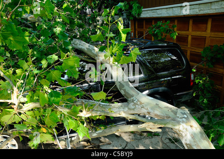 Storm damaged vehicle with downed tree crushing the roof. Stock Photo