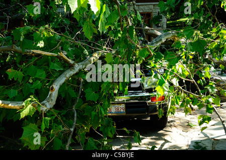 Storm damaged vehicle with downed tree crushing the roof. Stock Photo