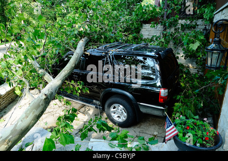 Storm damaged vehicle with downed tree crushing the roof. Stock Photo