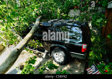 Storm damaged vehicle with downed tree crushing the roof. Stock Photo