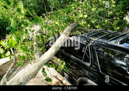 Storm damaged vehicle with downed tree crushing the roof. Stock Photo