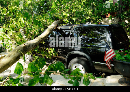 Storm damaged vehicle with downed tree crushing the roof. Stock Photo