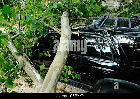 Storm damaged vehicle with downed tree crushing the roof. Stock Photo