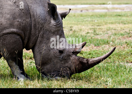 Rhino Grassing in Nukuru national park, Kenya, East Africa Stock Photo