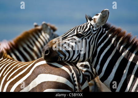 Zebra in Nukuru national park, Kenya East Africa Stock Photo