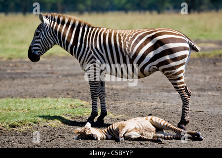 Zebra in Nukuru national park, Kenya East Africa Stock Photo